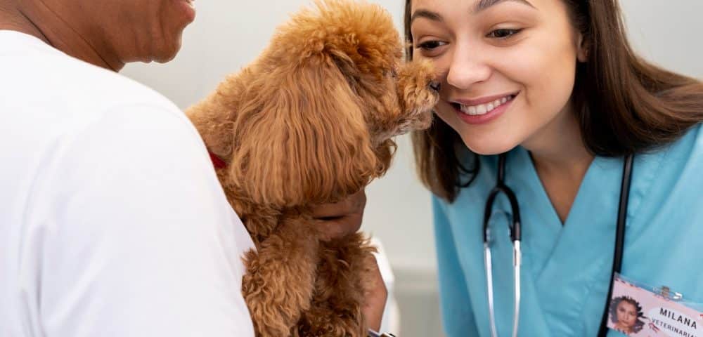 Comment bien choisir une mutuelle santé pour les animaux