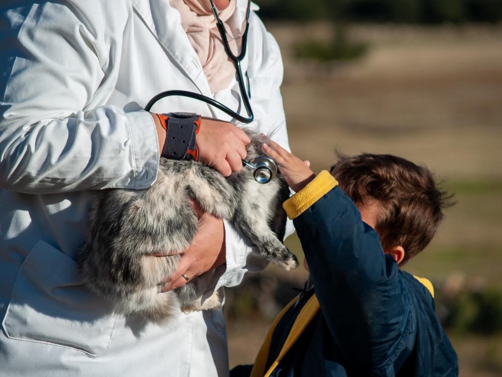 Quels critères comparer lors du choix d'une assurance animaux